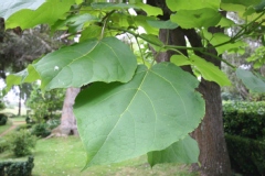 Catalpa commun, Catalpa de la caroline