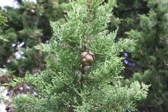 Cupressus sempervirens