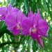 Dendrobium phalaenopsis
