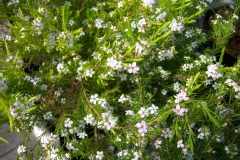 Diosma hirsuta 'Sunset Gold'
