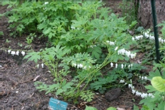 Dicentra spectabilis 'Alba'