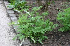 Dicentra spectabilis 'Alba'