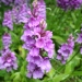 Dactylorhiza foliosa