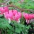 Dicentra spectabilis