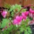 Dicentra spectabilis