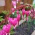 Dicentra spectabilis