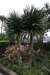 Dracaena draco