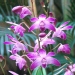 Dendrobium kingianum