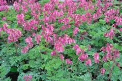 Coeur saignant 'luxuriant'