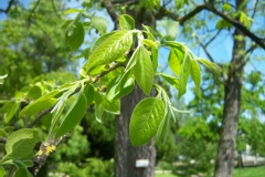 Plaqueminier