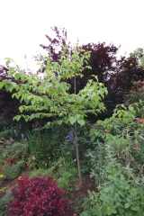 Arbre aux mouchoirs, Arbre aux pochettes
