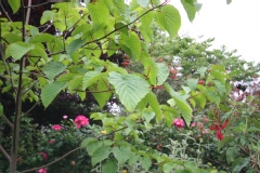 Arbre aux mouchoirs, Arbre aux pochettes