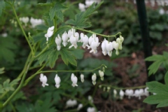 Dicentra spectabilis 'Alba'