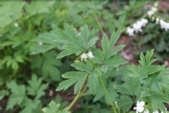 Dicentra spectabilis 'Alba'