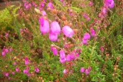 Bruyère de saint daboec, Bruyère irlandaise pourpre, Daboécie