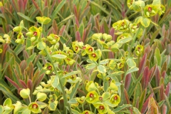 Euphorbe 'ascot rainbow'