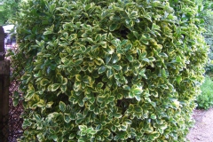 Euonymus japonica 'Aureomarginata'