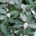 Elaeagnus