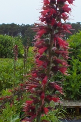 Vipérine rouge russe