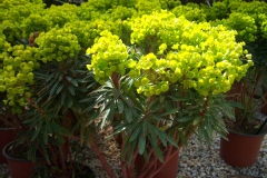 Euphorbia redwing 'Charam'