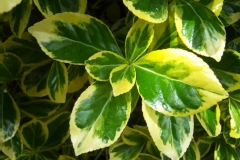 Euonymus japonica 'Aureomarginata'