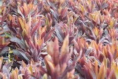 Euphorbe, Euphorbe 'blackbird'