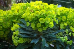 Euphorbia redwing 'Charam'