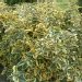 Elaeagnus 'gilt edge', Olivier de bohème 'gilt edge', Elaeagnus