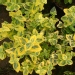 Fusain du japon, Fusain 'emerald gold'