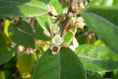 Chalef, Olivier de bohème, Elaeagnus