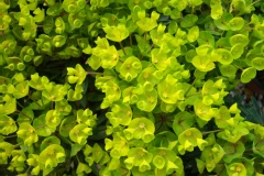 Euphorbia redwing 'Charam'