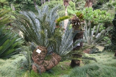 Encephalartos horridus