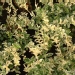 Fusain 'harlequin', Fusain du japon