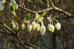 Enkianthus perulatus