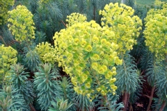 Euphorbe 'wulfenii', Euphorbe de corse, Euphorbe characias
