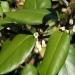 Chalef, Olivier de bohème, Elaeagnus