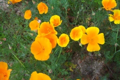 Eschscholzia californica