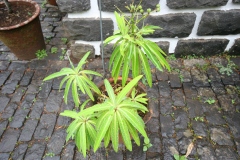 Euphorbia mellifera