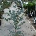 Gommier cidre, Gommier, Eucalyptus