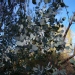 Eucalyptus gunnii