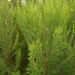 Bruyère arborescence, Bruyère, Bruyère blanche, Bruyère en arbre