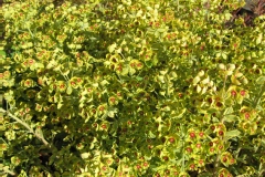 Euphorbe 'ascot rainbow'