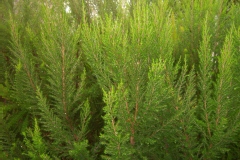 Bruyère arborescence, Bruyère, Bruyère blanche, Bruyère en arbre