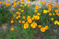 Eschscholzia californica