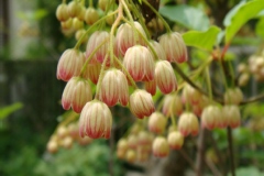Enkianthus campanulatus