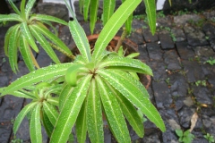 Euphorbia mellifera