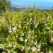 Erica lusitanica