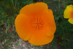 Eschscholzia californica