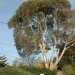 Eucalyptus des neiges, Gommier, Eucalyptus