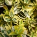 Fusain 'emerald' n' gold', Fusain du japon